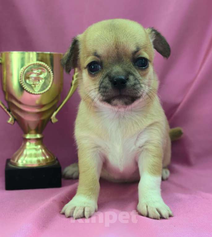 Собаки в Москве: Девочка чихуахуа готова к переезду в мае Девочка, 45 000 руб. - фото 7