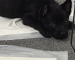 Собаки в Люберцах: Отдаём щенка черной немецкой овчарки Девочка, Бесплатно - фото 2
