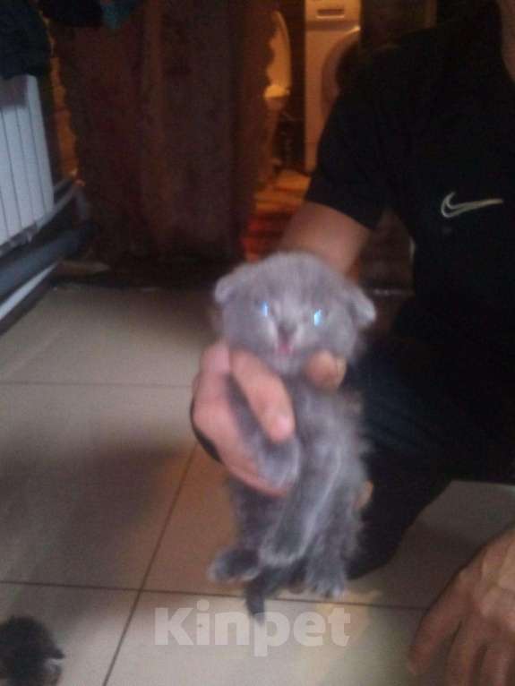 Кошки в Ачинске: Вислоухих котят, 500 руб. - фото 1