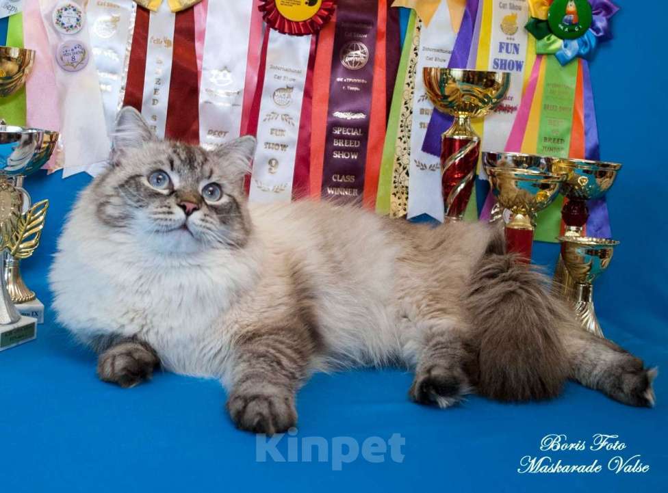 Кошки в Москве: Невский маскарадный кот на вязку Мальчик, 20 000 руб. - фото 3