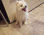 Собаки в Лысьве: Японский шпиц Мальчик, 35 000 руб. - фото 1