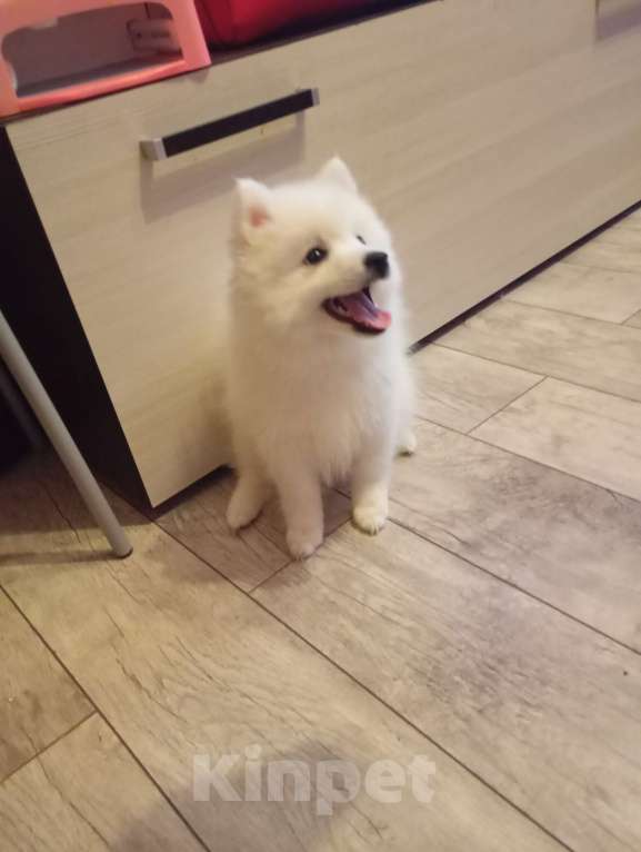 Собаки в Лысьве: Японский шпиц Мальчик, 35 000 руб. - фото 1