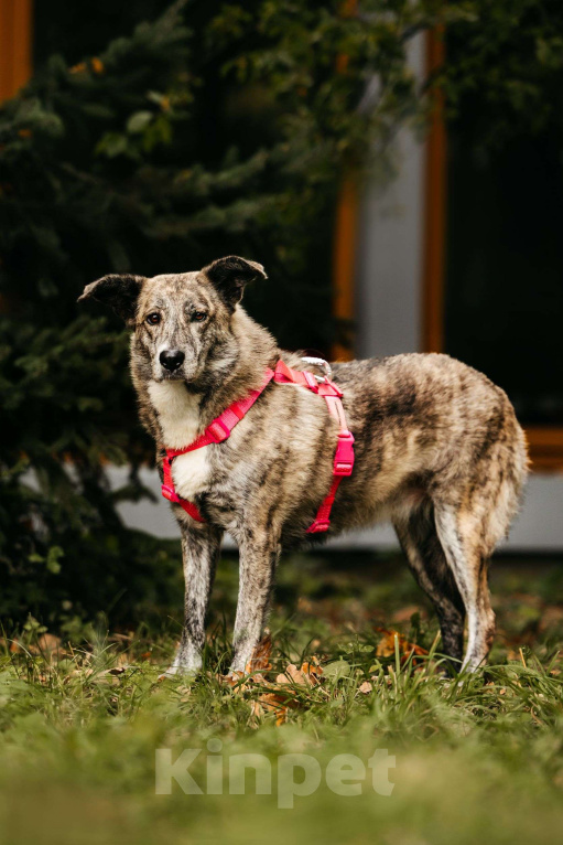 Собаки в Москве: Уникальная Верба в поисках дома Девочка, Бесплатно - фото 6