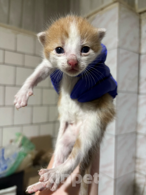 Кошки в Санкт-Петербурге: Котята в добрые руки Мальчик, Бесплатно - фото 3