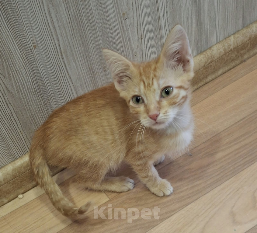 Кошки в Мытищах: Отдам в добрые руки котёнка,,Рыжика,, Мальчик, Бесплатно - фото 1