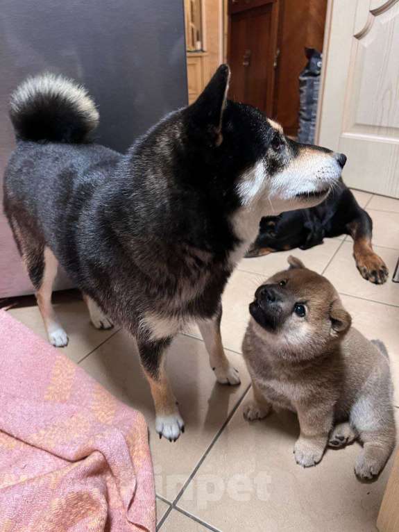 Собаки в Новокузнецке: Собака сиба ину цена  Мальчик, Бесплатно - фото 10