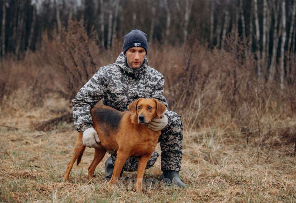 Собаки в Москве: Собака из приюта ищет дом Девочка, Бесплатно - фото 3