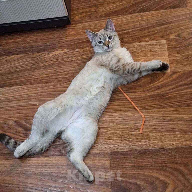 Кошки в Липецке: Голубоглазый красавец - Кефир) Мальчик, Бесплатно - фото 4