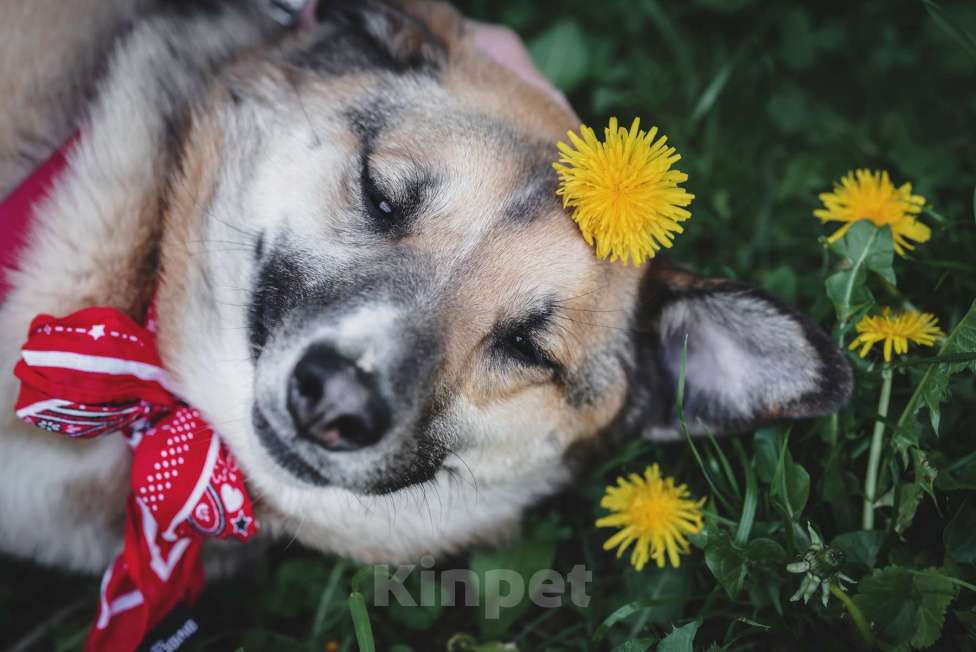 Собаки в Москве: Чудесная Мэлс ищет дом Девочка, Бесплатно - фото 5