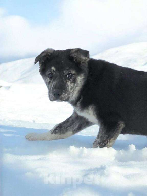 Собаки в Москве: Малышка-вундеркинд ищет дом! Девочка, Бесплатно - фото 4