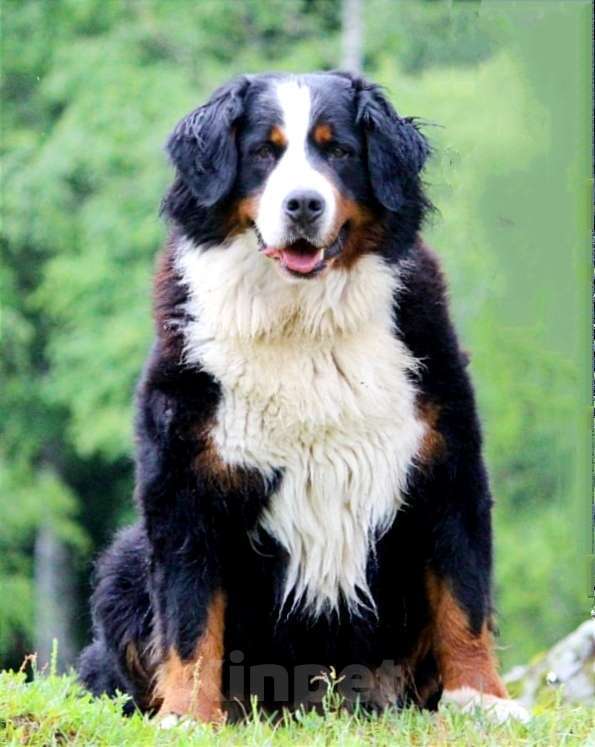 Собаки в Москве: Бернский Зенненхунд щенок Мальчик, Бесплатно - фото 7