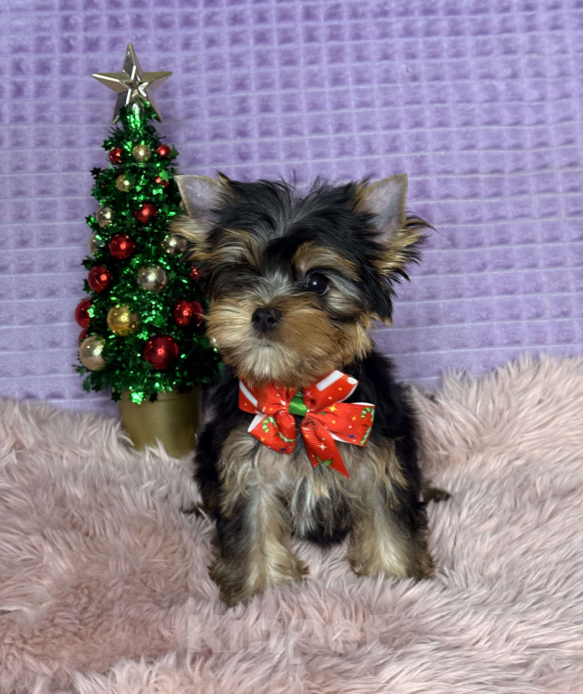 Собаки в Москве: Йоркширский терьер девочка Девочка, 70 000 руб. - фото 2