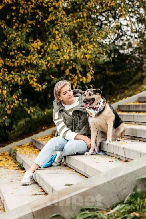 Собаки в Москве: Дэнди ждёт своего человека. Москва, МО Мальчик, Бесплатно - фото 5