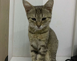 Кошки в Самаре: Котята бесплатно Девочка, 50 руб. - фото 5