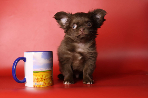 Шоколадный мальчик