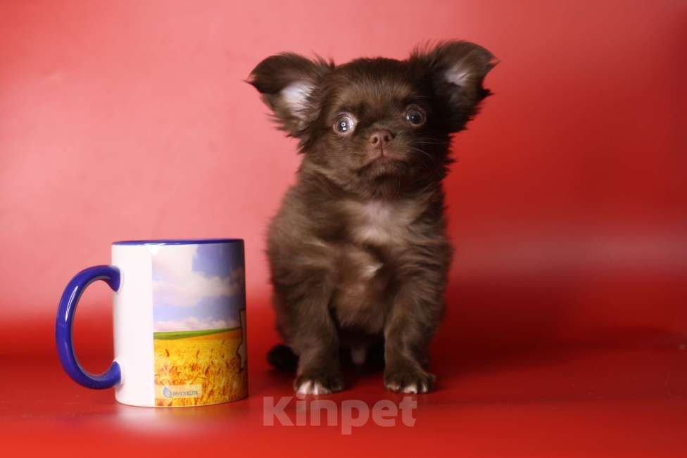 Собаки в Санкт-Петербурге: Шоколадный мальчик Мальчик, 50 000 руб. - фото 1