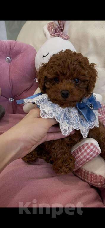 Собаки в Москве: Продаётся малыш Мальчик, 100 000 руб. - фото 6