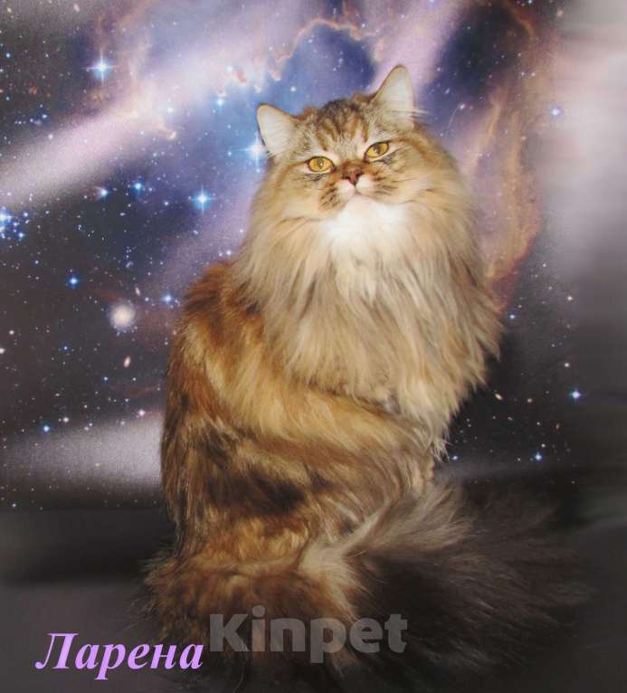 Кошки в Санкт-Петербурге: шотландская кошечка длинношерстная Девочка, 20 000 руб. - фото 1