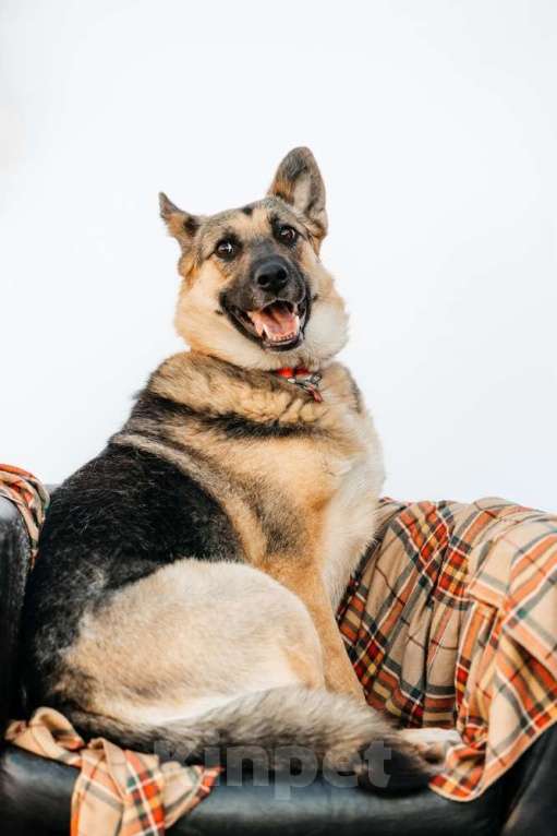 Собаки в Москве: Заметьте Тиночку! Девочка, 1 руб. - фото 3