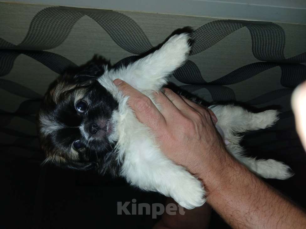 Собаки в Красноярске: Продать Девочка, 15 000 руб. - фото 2