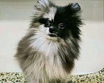 Собаки в Новокузнецке: Мальчик - Померанчик! Мальчик, 30 000 руб. - фото 1