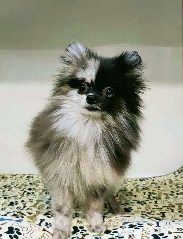Собаки в Новокузнецке: Мальчик - Померанчик! Мальчик, 30 000 руб. - фото 1