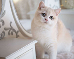 Кошки в Москве: Британский котенок Алюр Мальчик, 150 000 руб. - фото 2