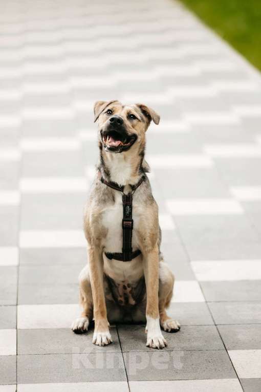 Собаки в Москве: Солнечная Эстер в добрые руки Девочка, Бесплатно - фото 2