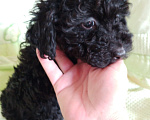 Собаки в Балашихе: Продажа щенка пуделя Девочка, 35 000 руб. - фото 2