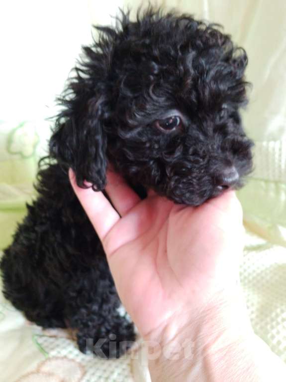 Собаки в Балашихе: Продажа щенка пуделя Девочка, 35 000 руб. - фото 2