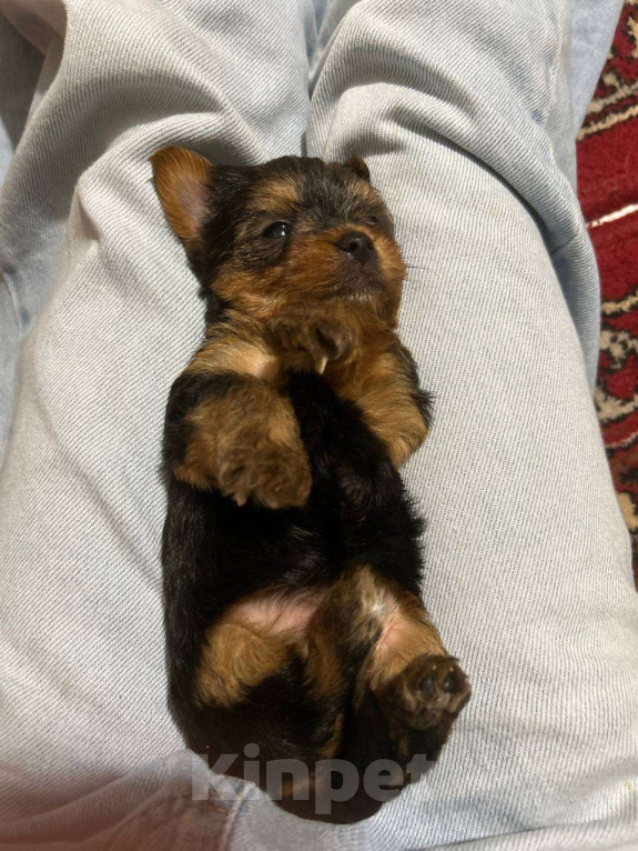 Собаки в других городах Московской области: Йоркширский терьер мини беби фейс щенки Мальчик, 30 000 руб. - фото 3