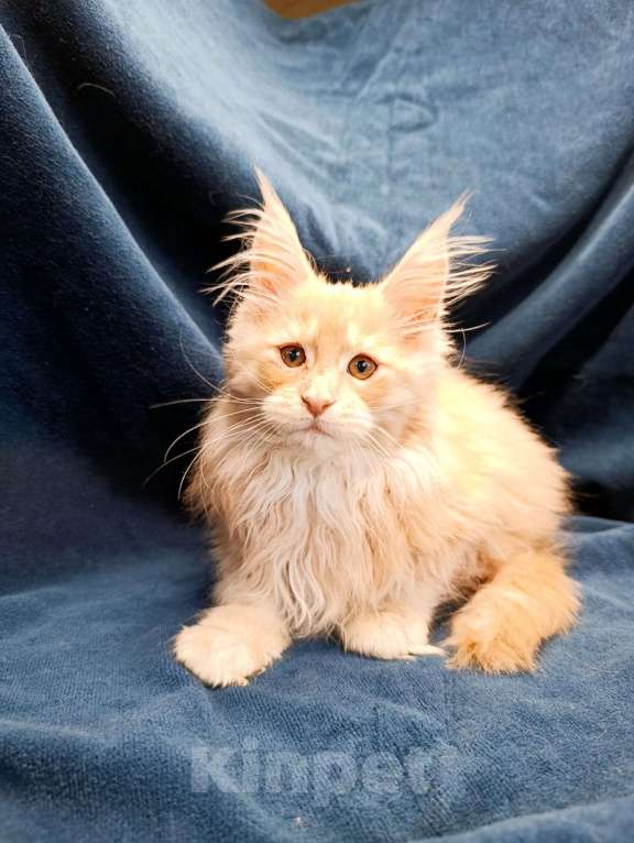 Кошки в Москве: Фавн Мальчик, 65 000 руб. - фото 5
