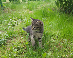 Кошки в Москве: Котята Мальчик, Бесплатно - фото 4