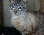 Кошки в Малоархангельске: Арамис ищет дом 1 год, 100 руб. - фото 2