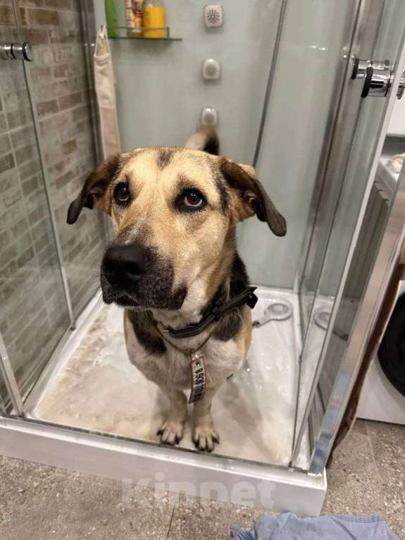 Собаки в Калуге: Крупная собака (лошадка) Хонда в добрые руки Девочка, Бесплатно - фото 10