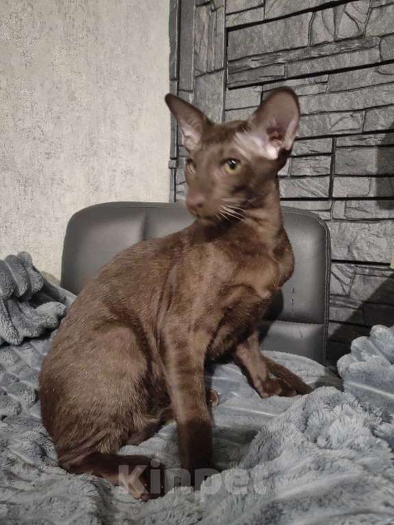 Кошки в Лыткарино: Кот ориентал Мальчик, 30 000 руб. - фото 1
