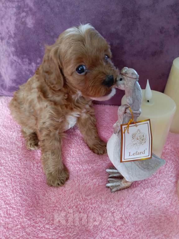 Собаки в Симферополе: Продам щенков кавапу Девочка, 90 000 руб. - фото 7