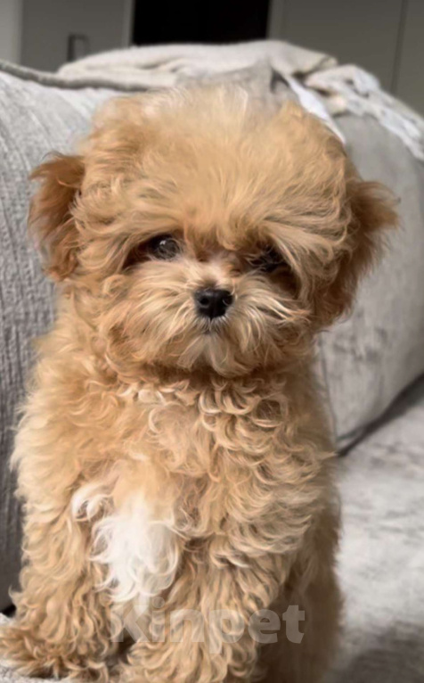 Собаки в Калининграде: Мальтипу | тикап тедди пудель Китай Девочка, 150 000 руб. - фото 1