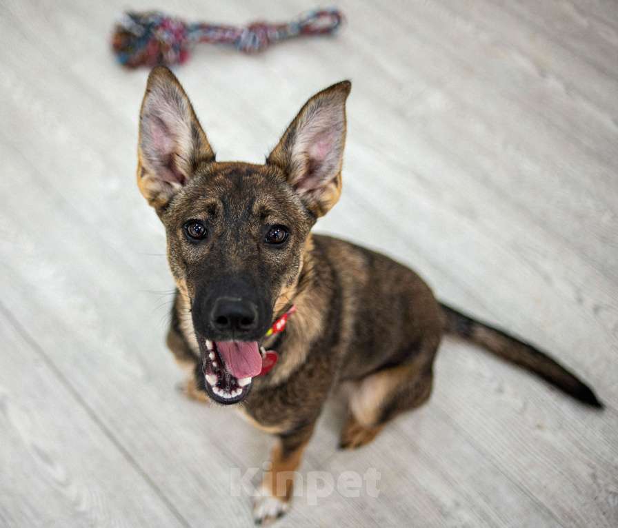 Собаки в Москве: Щенок в добрые руки бесплатно Москва Девочка, Бесплатно - фото 2