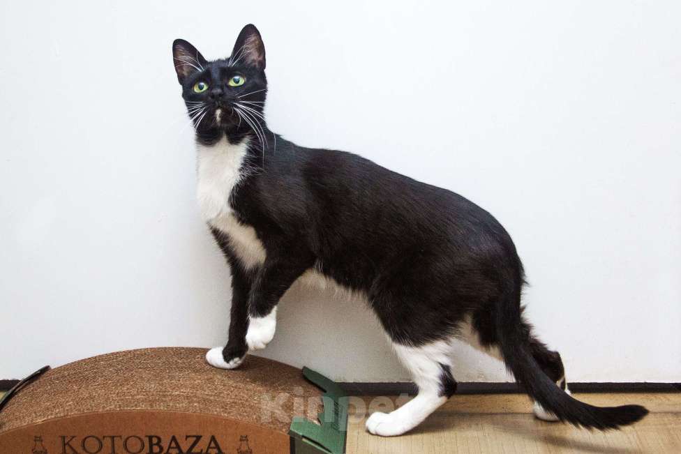 Кошки в Москве: Ищет свою семью яркая красавица Кассандра!  Девочка, Бесплатно - фото 4