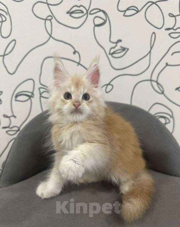 Кошки в Нижнем Новгороде: Котенок породы Мейн-кун Девочка, Бесплатно - фото 1