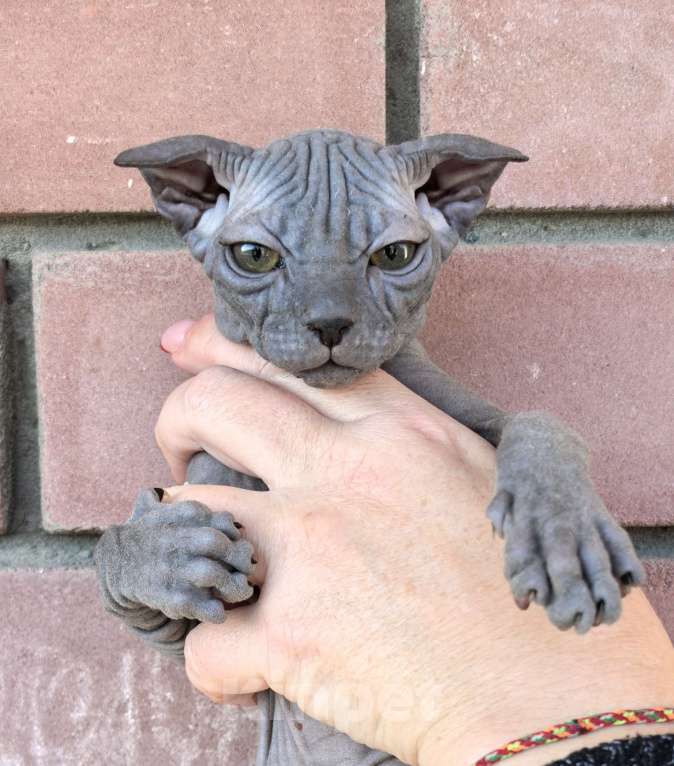 Кошки в Казани: Уникальные котята Разнополые, 16 000 руб. - фото 1