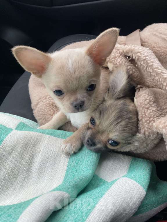 Собаки в Москве: Умка Девочка, Бесплатно - фото 3