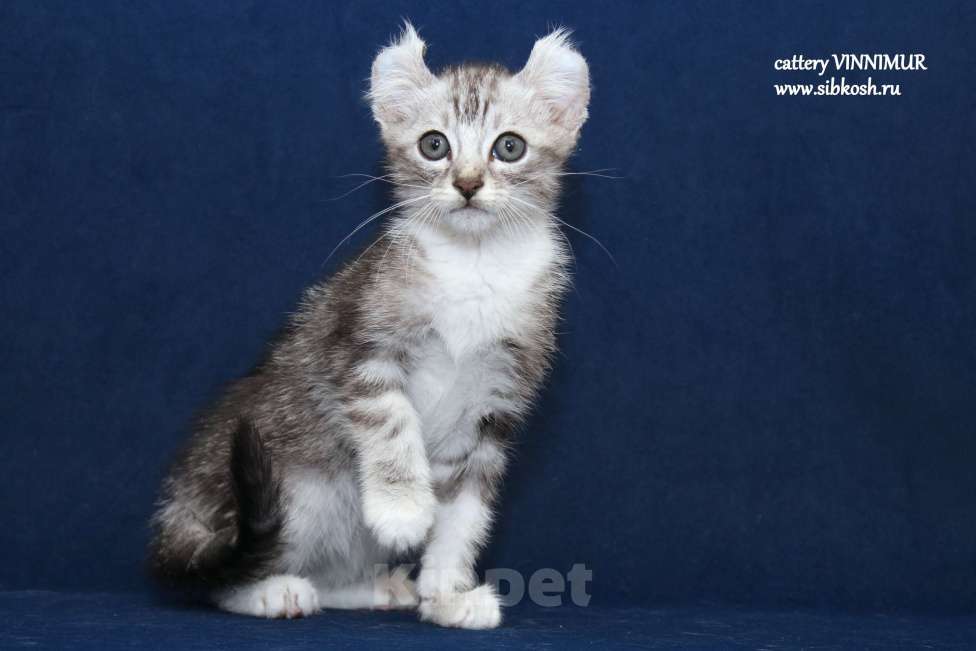 Кошки в Санкт-Петербурге: Американский керл Мальчик, Бесплатно - фото 3