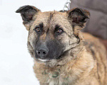 Собаки в Рязани: Небольшая коротколапая собачка Девочка, Бесплатно - фото 4