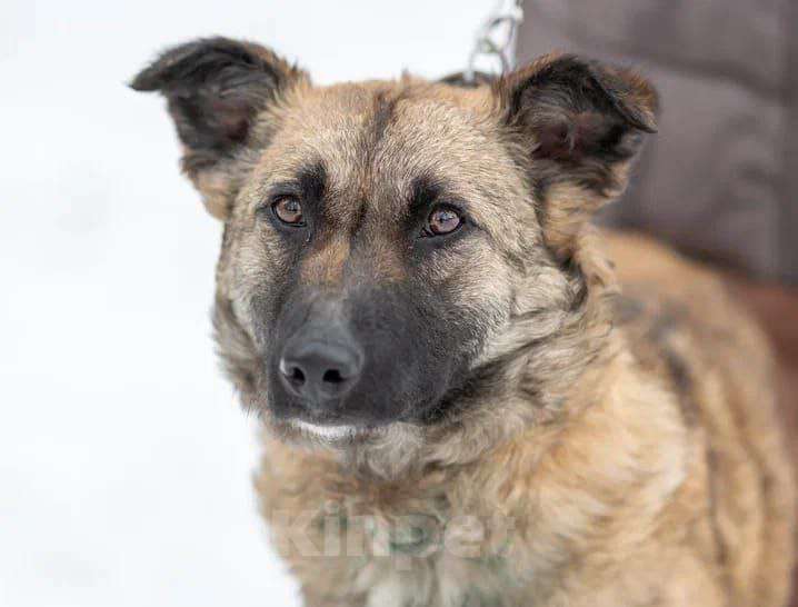 Собаки в Рязани: Небольшая коротколапая собачка Девочка, Бесплатно - фото 4