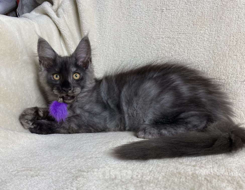 Кошки в Дмитрове: Черный дымчатый мальчик мейн кун Vitas Мальчик, 60 000 руб. - фото 1