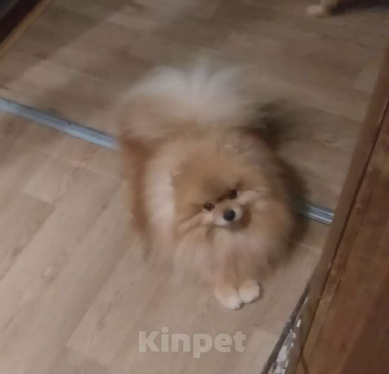 Собаки в Электростали: Ищет новую семью трёх лентяя девочка.  Девочка, Бесплатно - фото 3