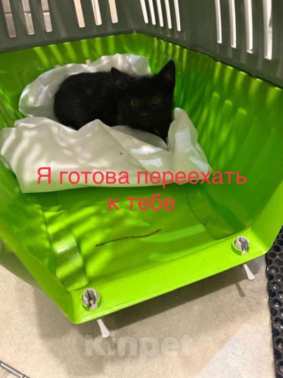 Кошки в Москве: Ищет дом котенок  Девочка, Бесплатно - фото 2