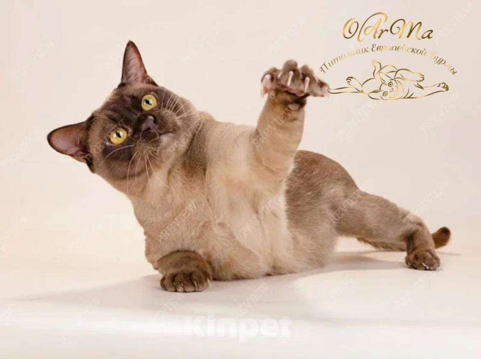 Кошки в Москве: Король Питомника Бурма Мальчик, 19 999 руб. - фото 2